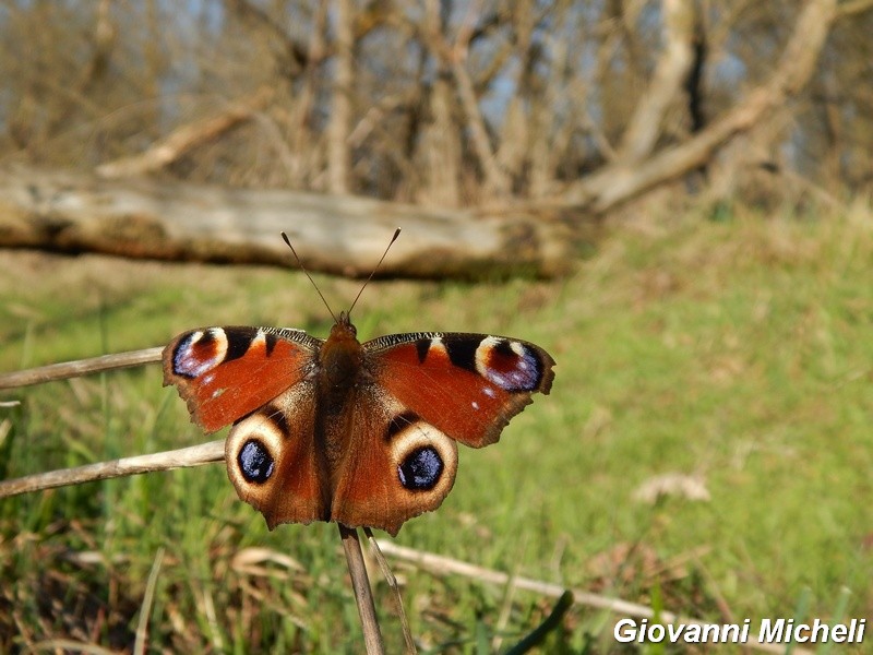 Le magnifiche 4 di primavera
